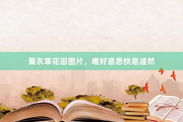 薰衣草花田图片，唯好意思快意遽然